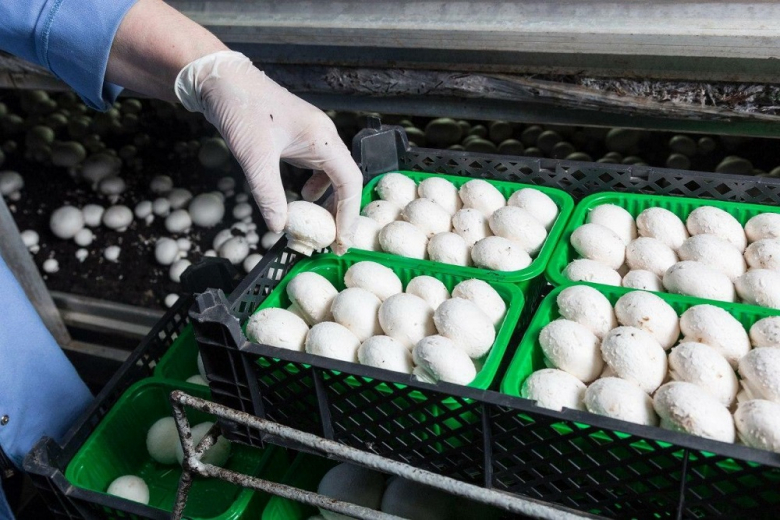 Россия в 2023 году почти на 4% увеличит производство грибов